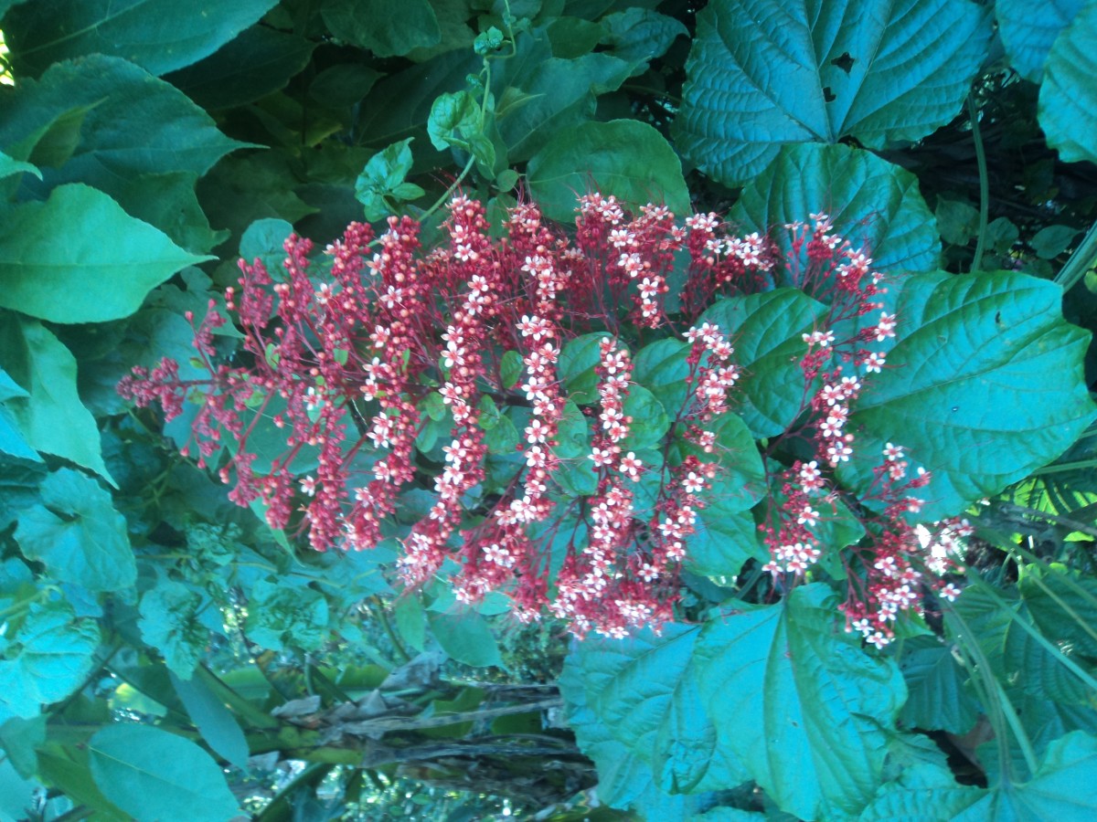 Clerodendrum paniculatum L.